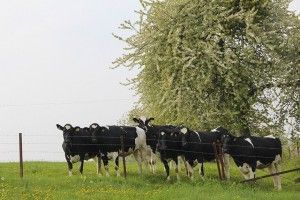 vacas